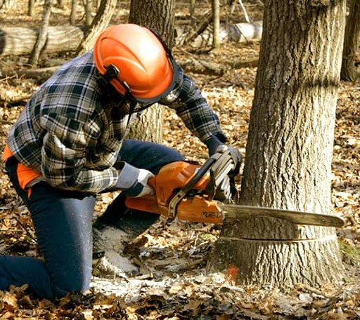 Tree Removal in Harkers Island, NC